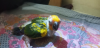 Sun conure baby সান কুনুর বাচ্চা পাখি